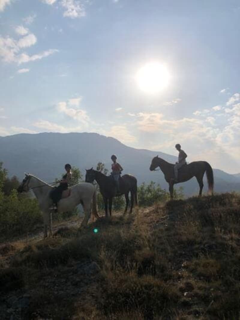 Caballo descansando en pradera alpina del Pirineo, caballos criados en el Valle de Benasque